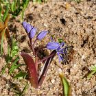 Blausternchen 1.JPG mit Bienchen