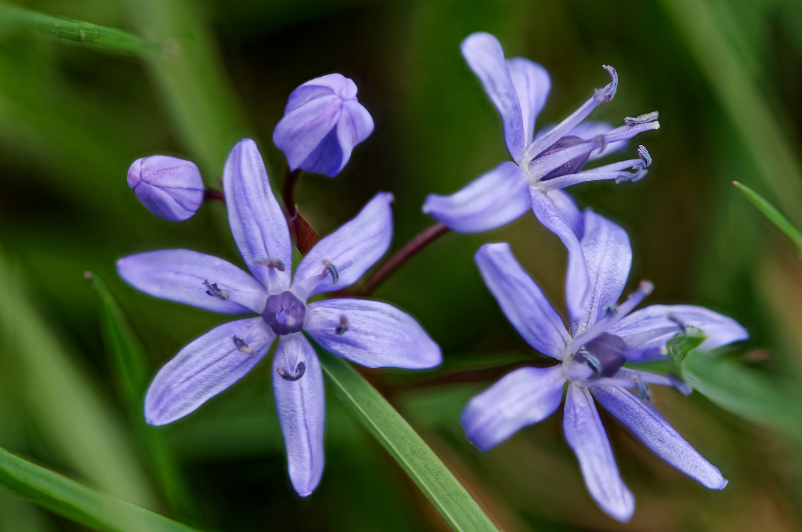 Blausternchen (2)