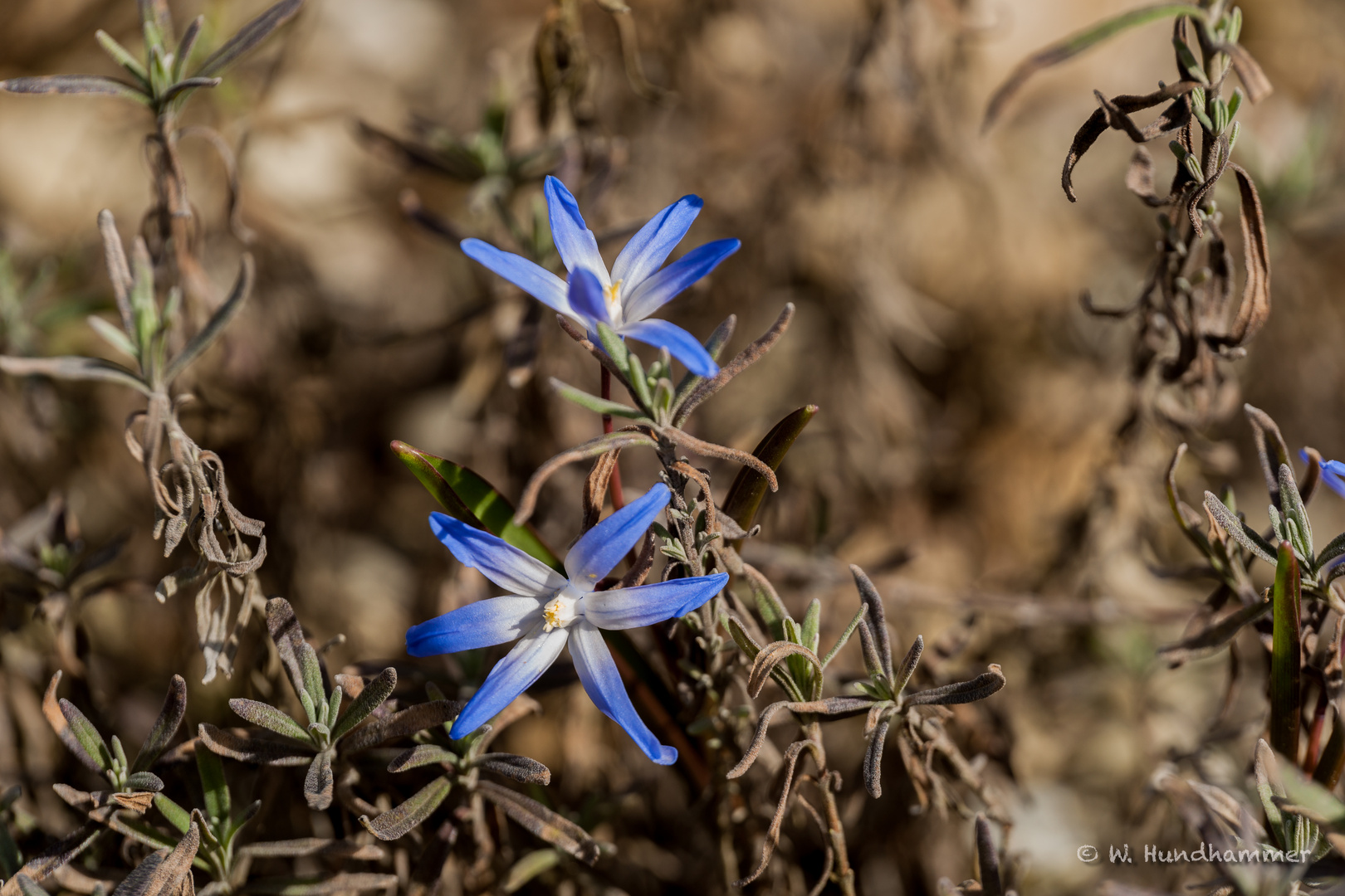 Blausternchen 2