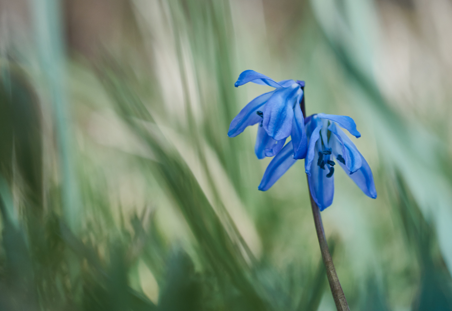 Blausternchen