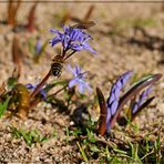 Blausternchen 2.JPG mit Gästen