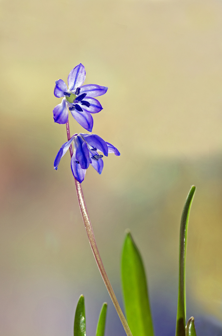 Blausternchen