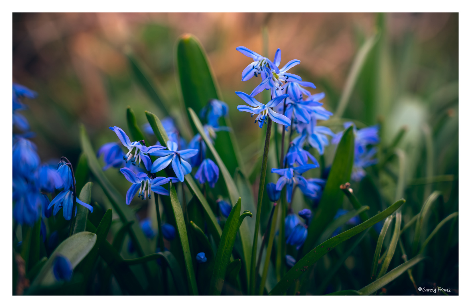 Blausternchen