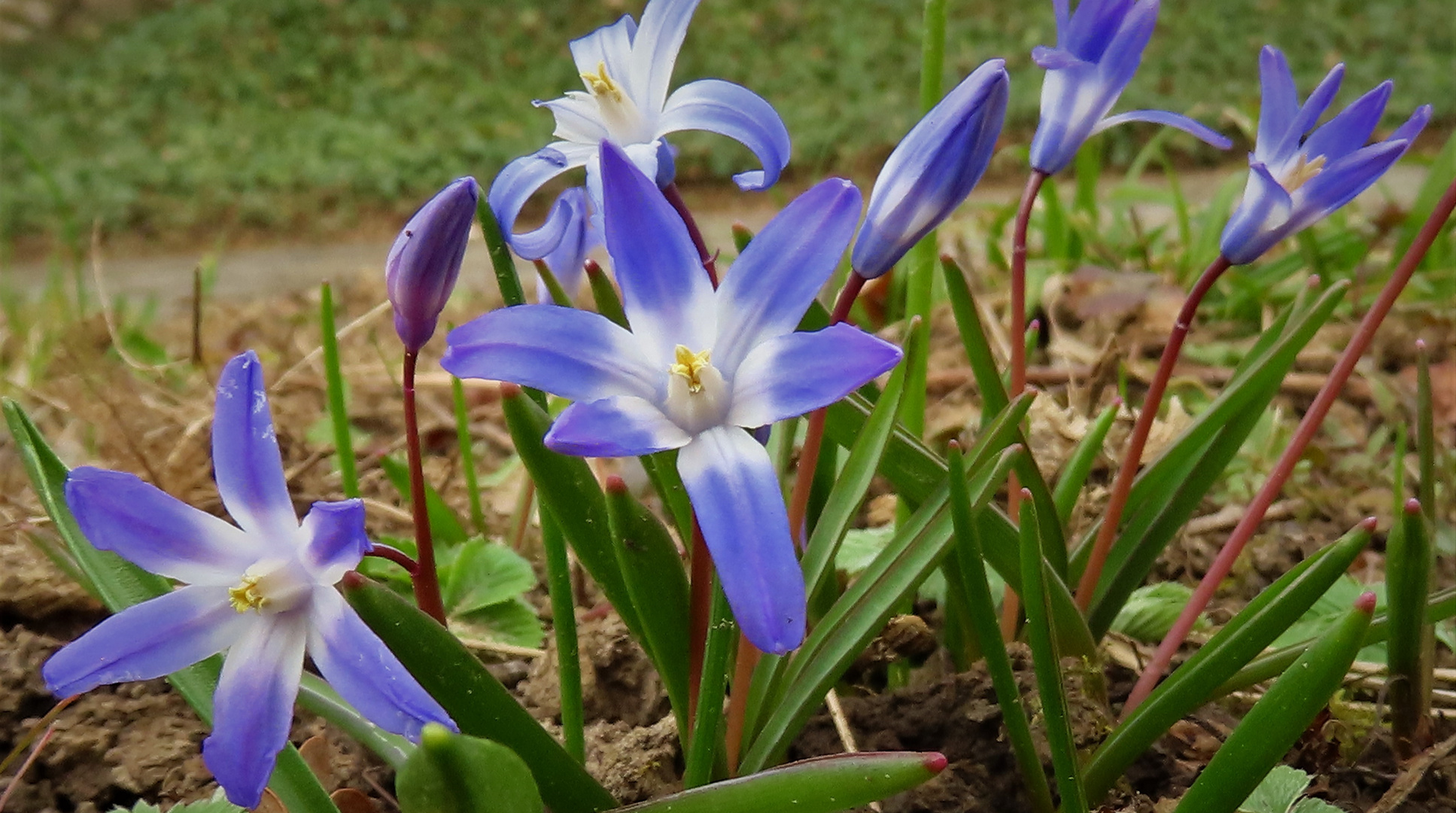 Blausternchen