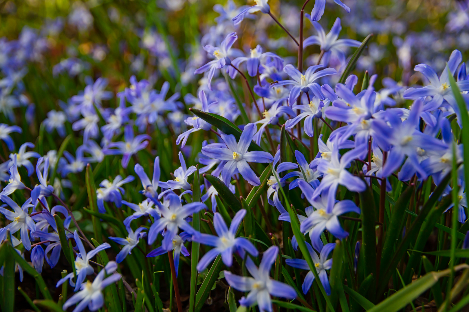 Blausternchen