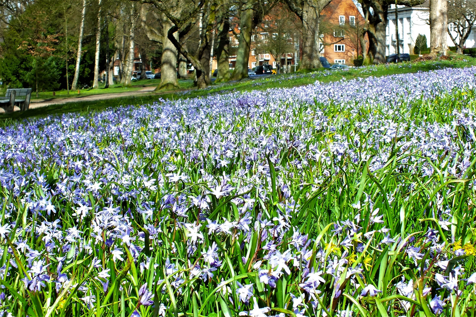 Blausternchen