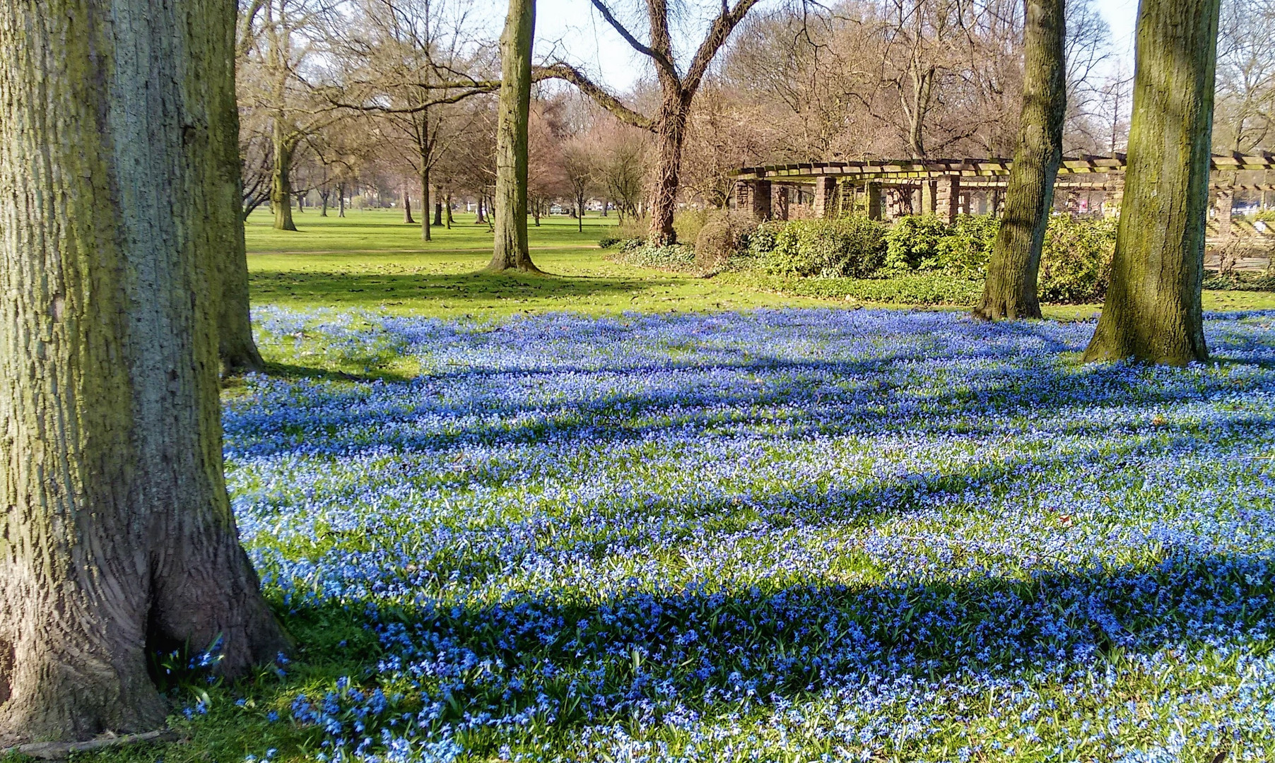 Blausternchen 