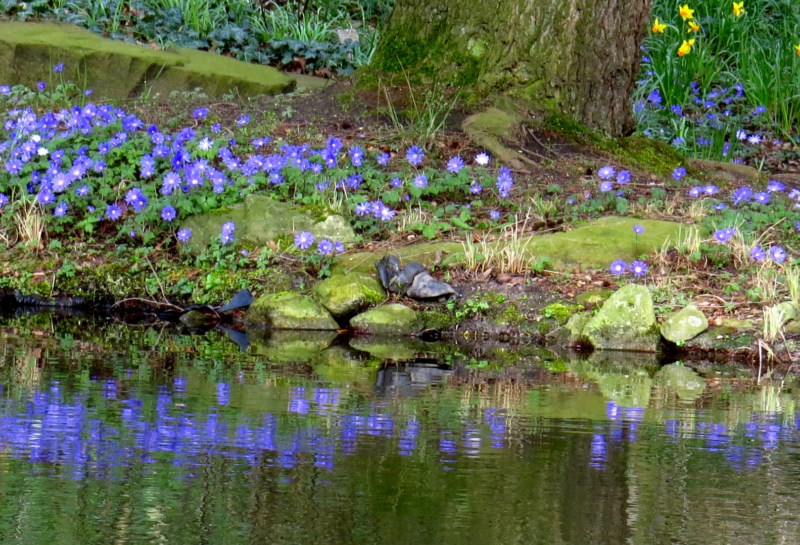 Blausternchen...