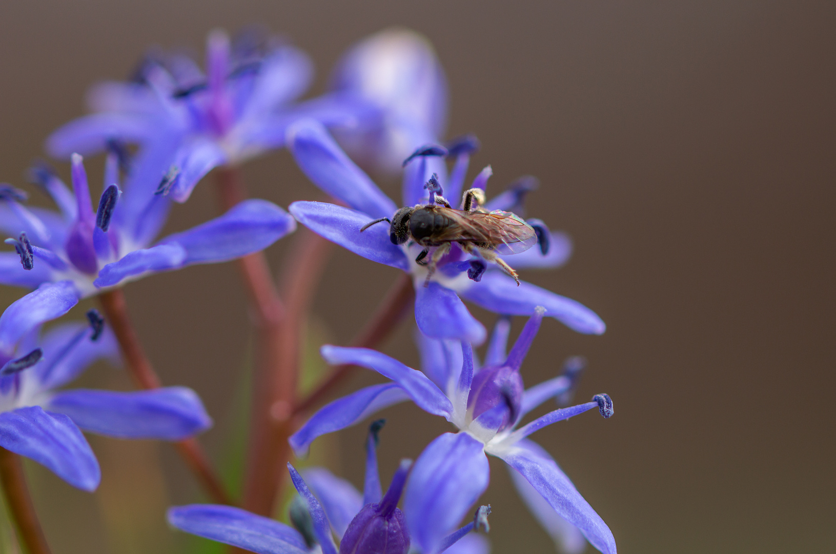 Blausternchen