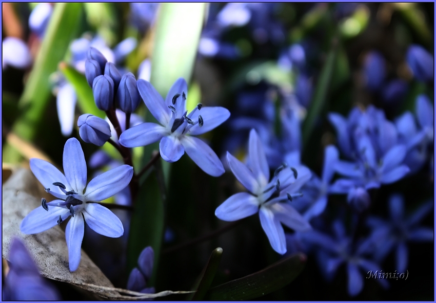 Blausternchen