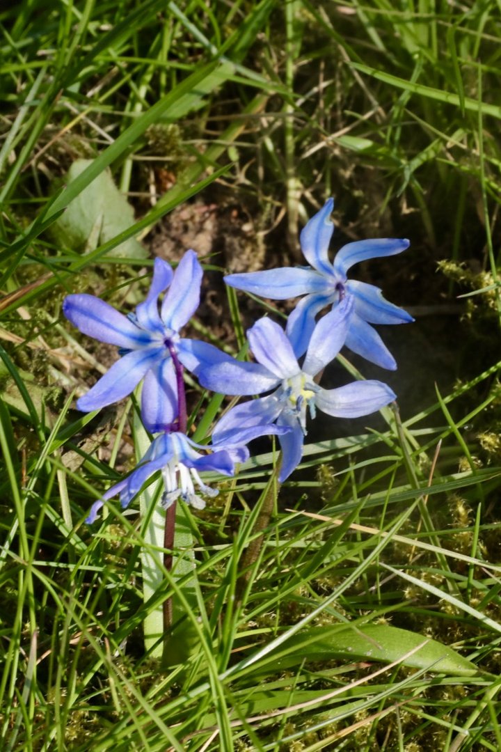 Blausternchen