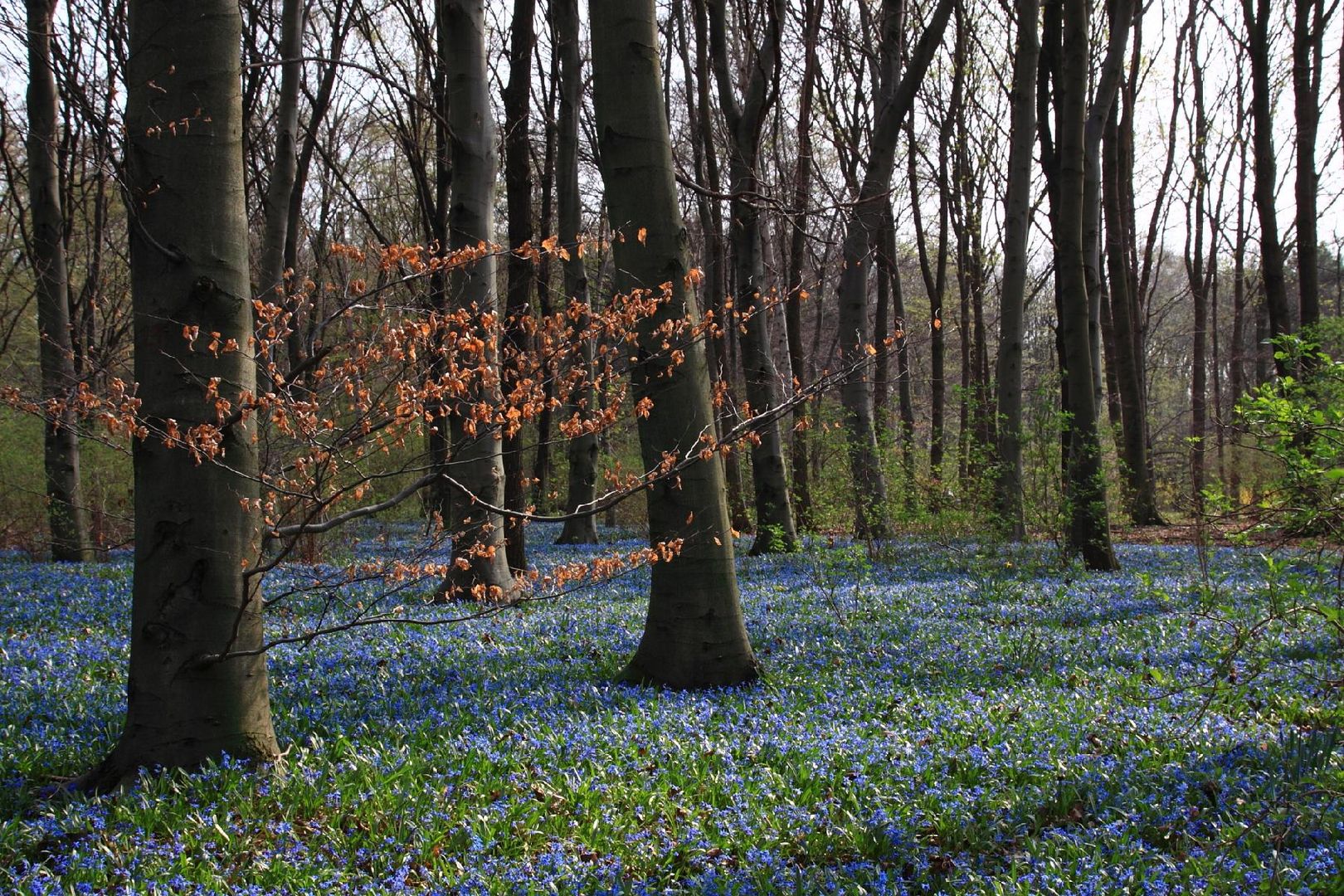 Blausternchen