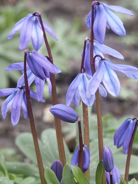 Blausternchen