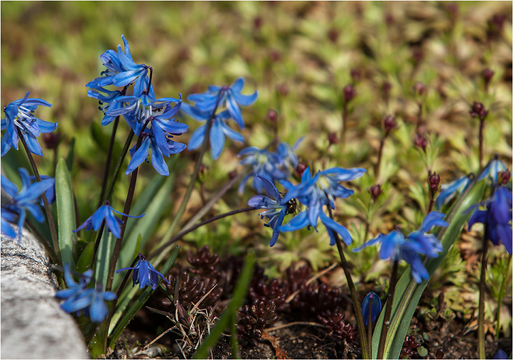 Blausternchen