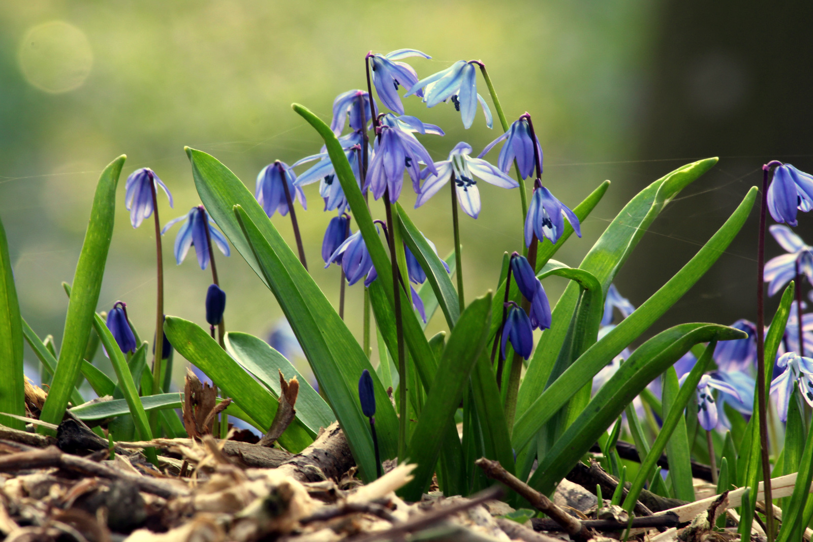 Blausternchen