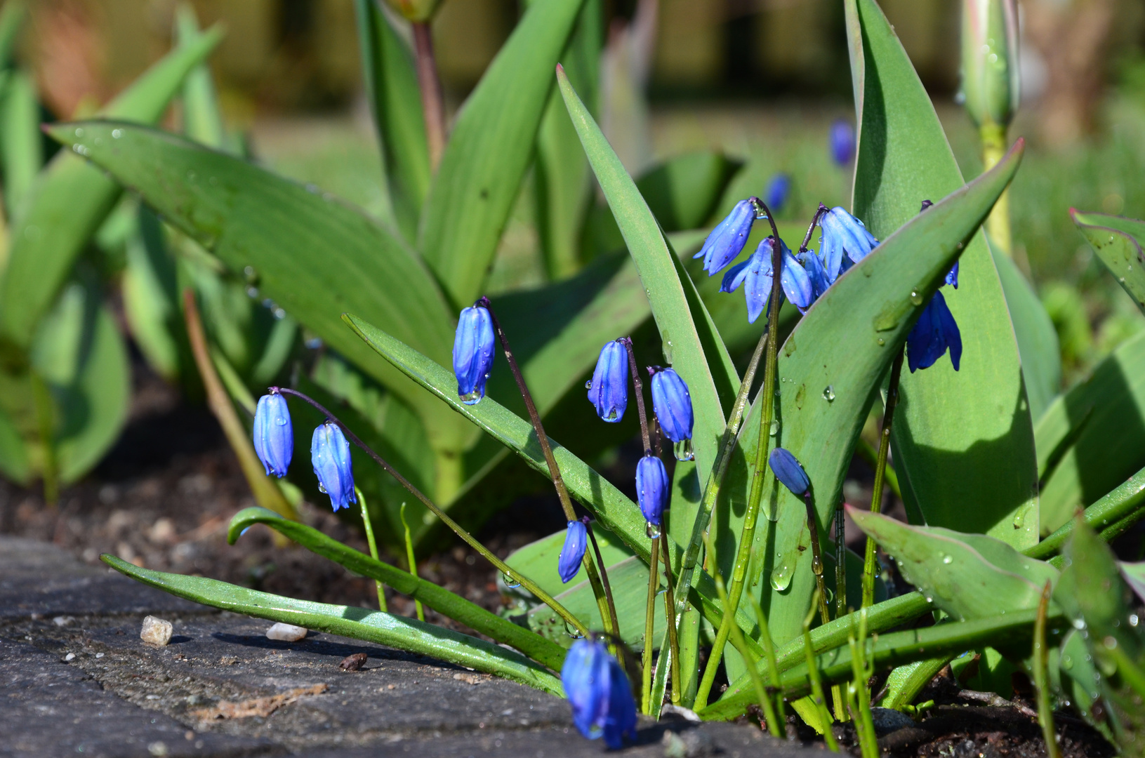 Blausternchen