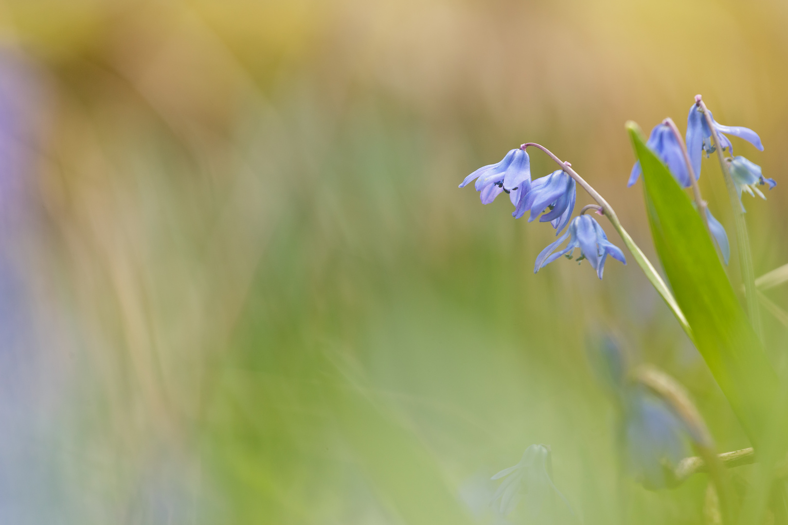 Blausternchen