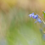 Blausternchen