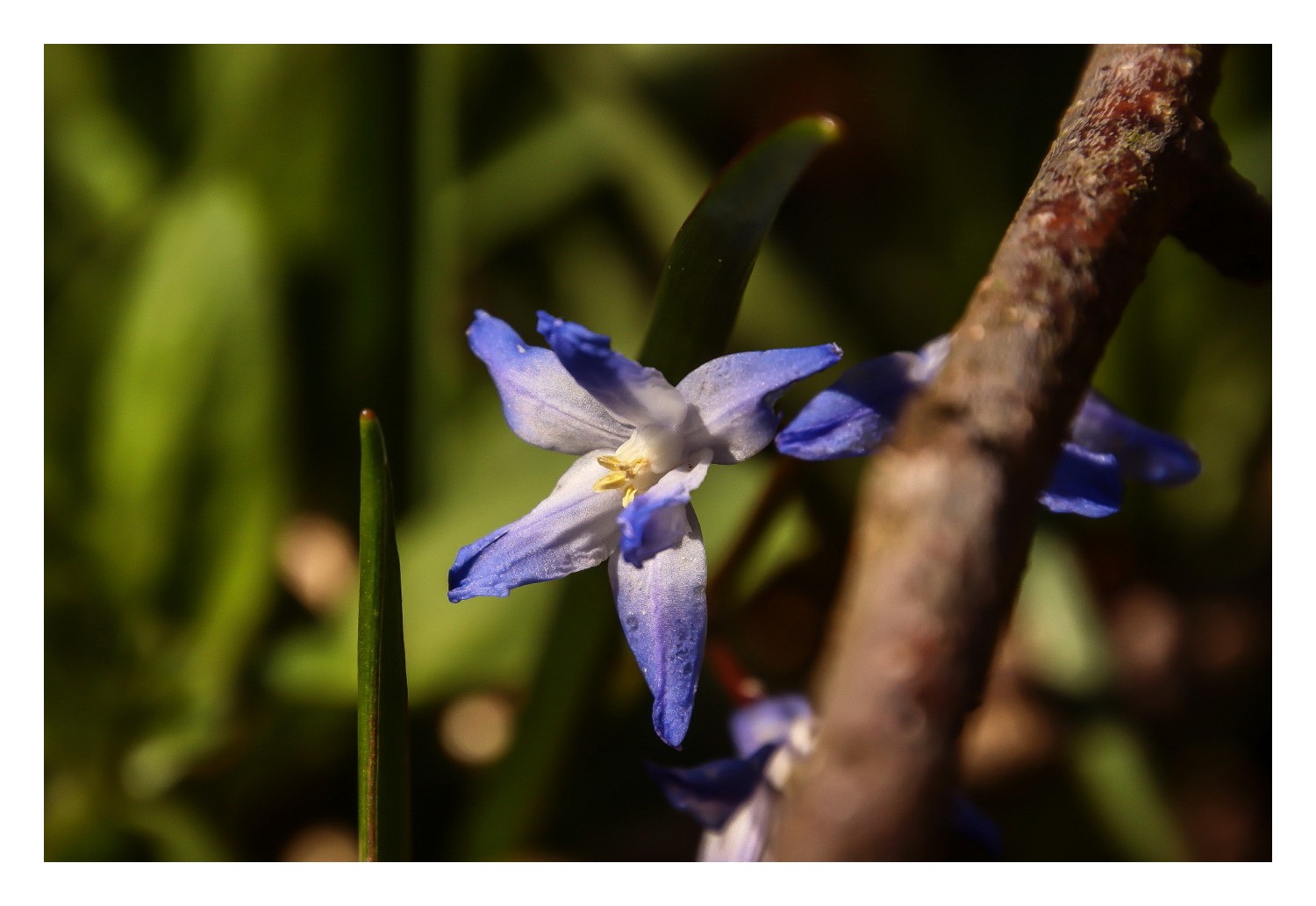 Blausternchen