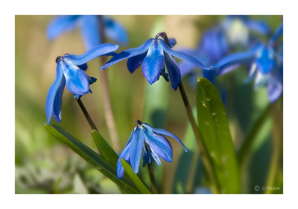 blausternchen