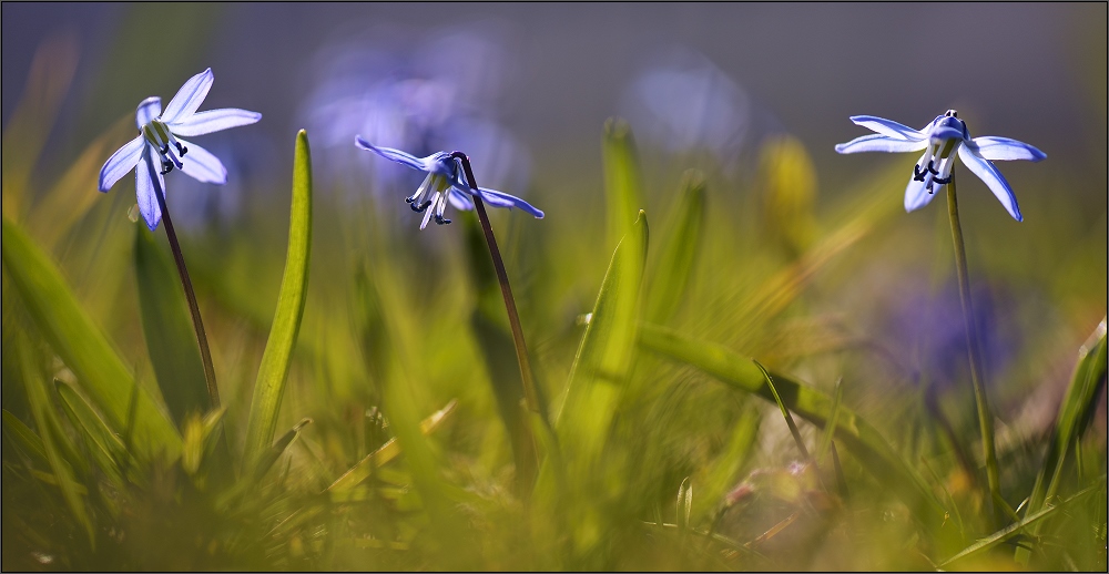 Blausternchen