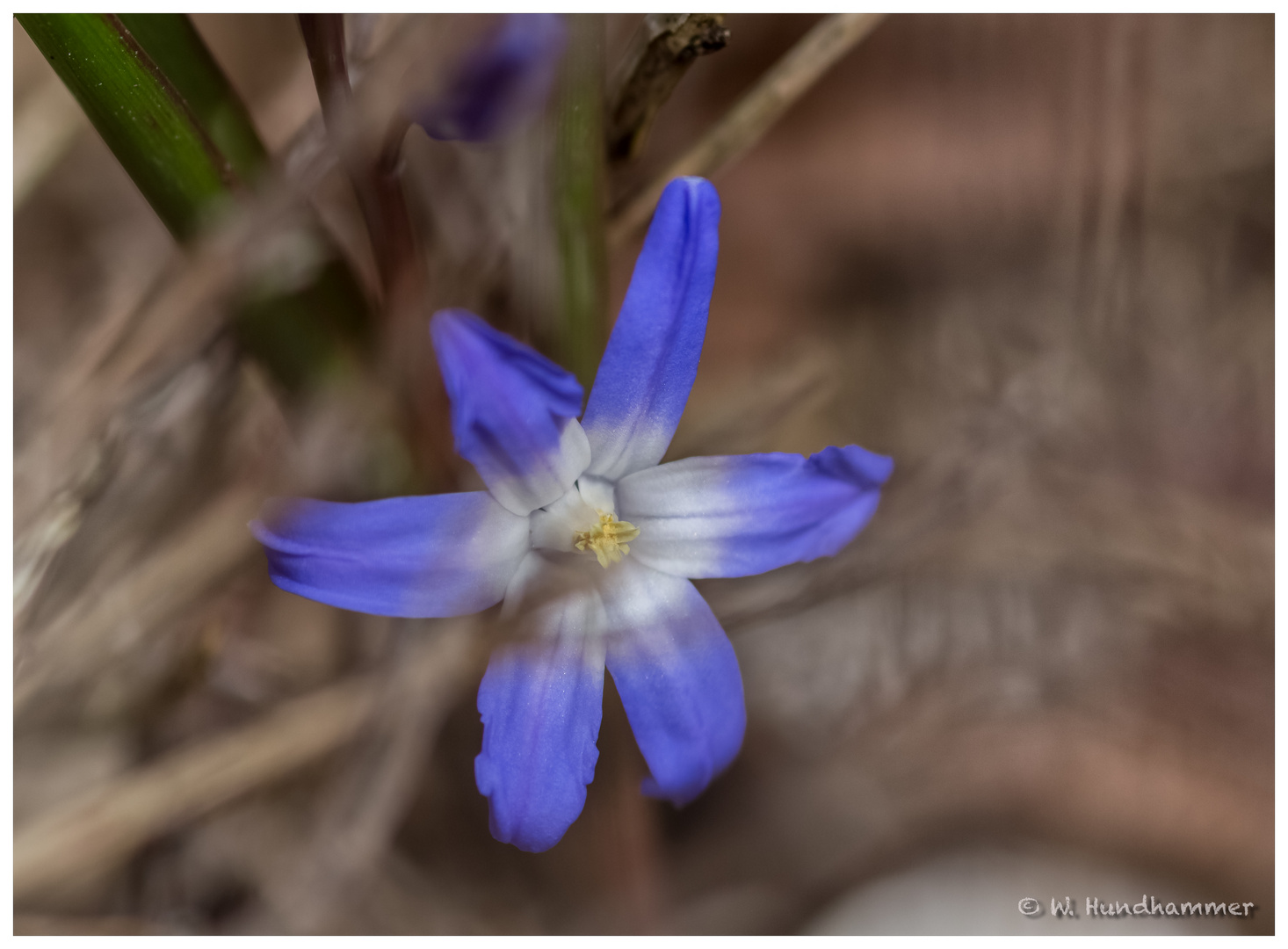 Blausternchen