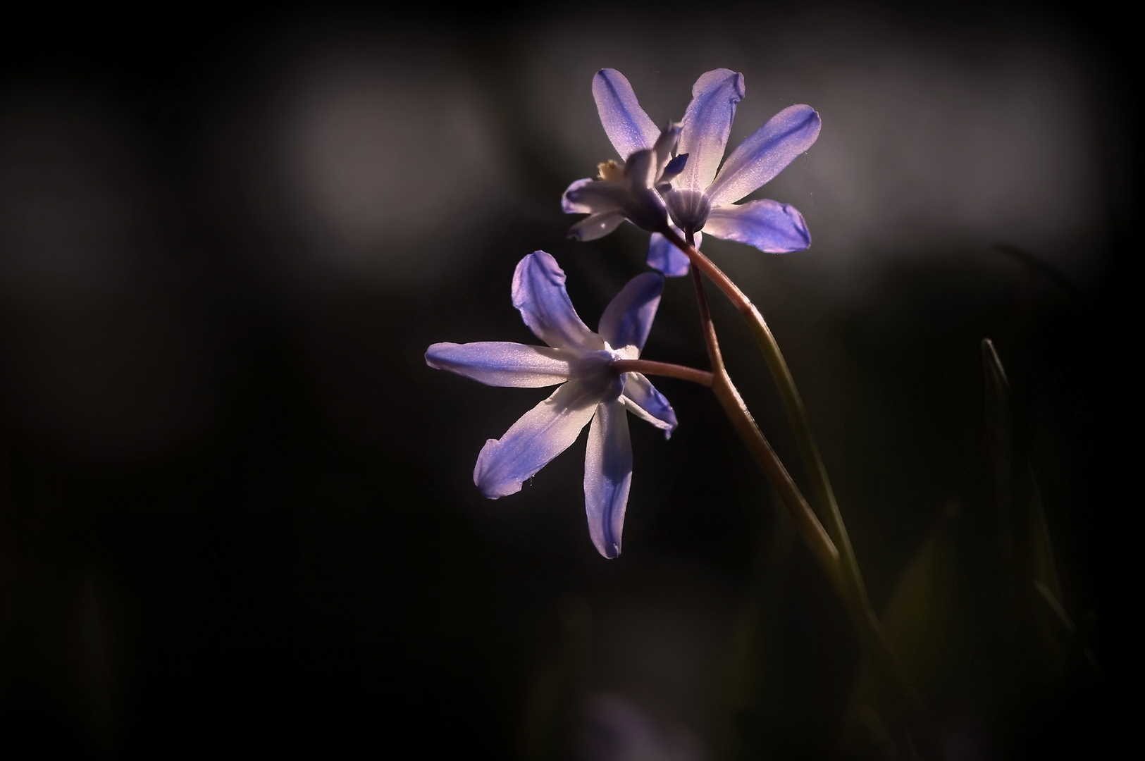 Blausternchen