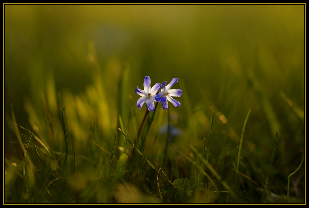 Blausternchen