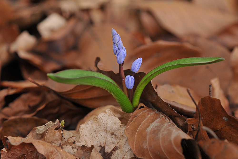 Blausternchen – Aufbruch 01