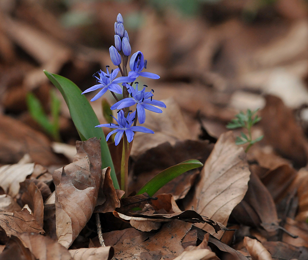 Blausternchen – Aufbruch 03