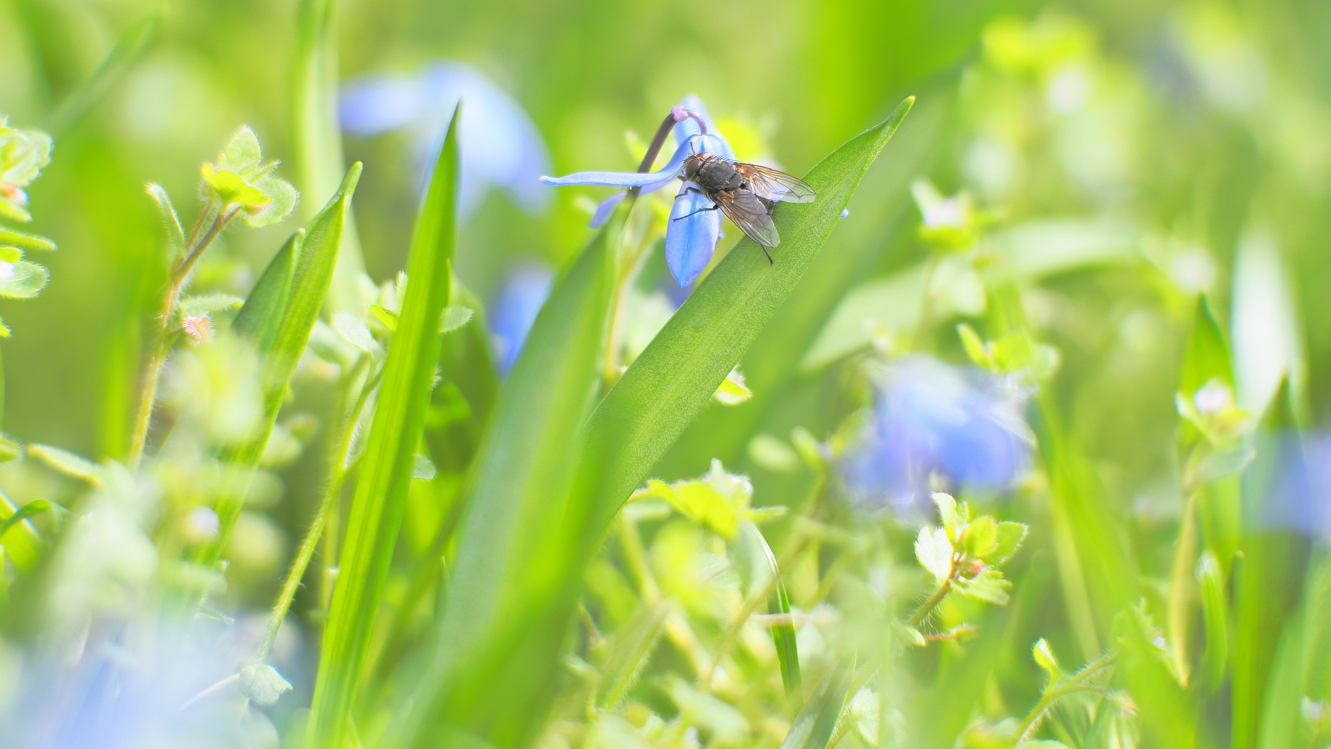 Blausternchen aus Bauchlage