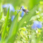 Blausternchen aus Bauchlage