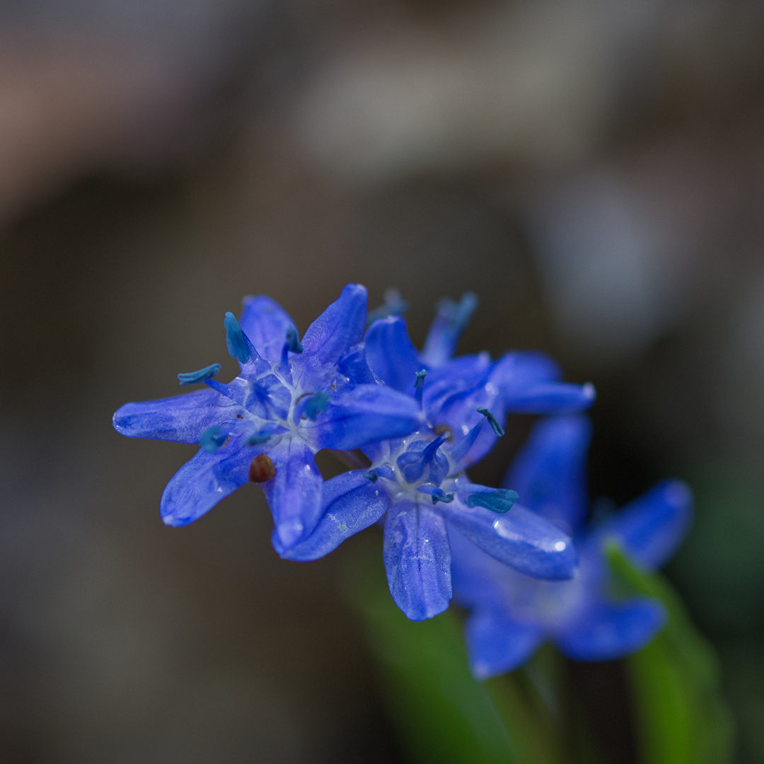 Blausternchen