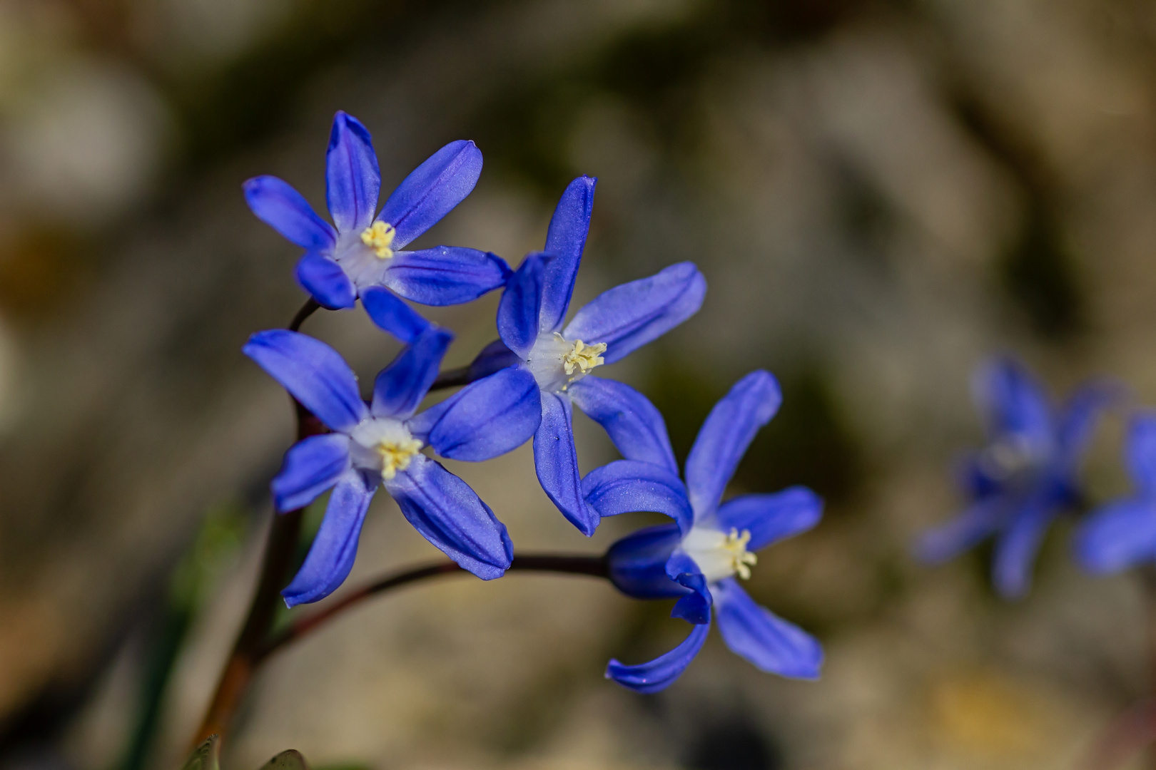 Blausternchen