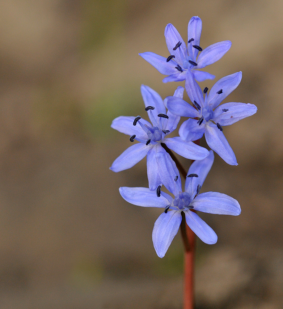 Blausternchen – Blühen