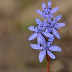 Blausternchen – Blühen