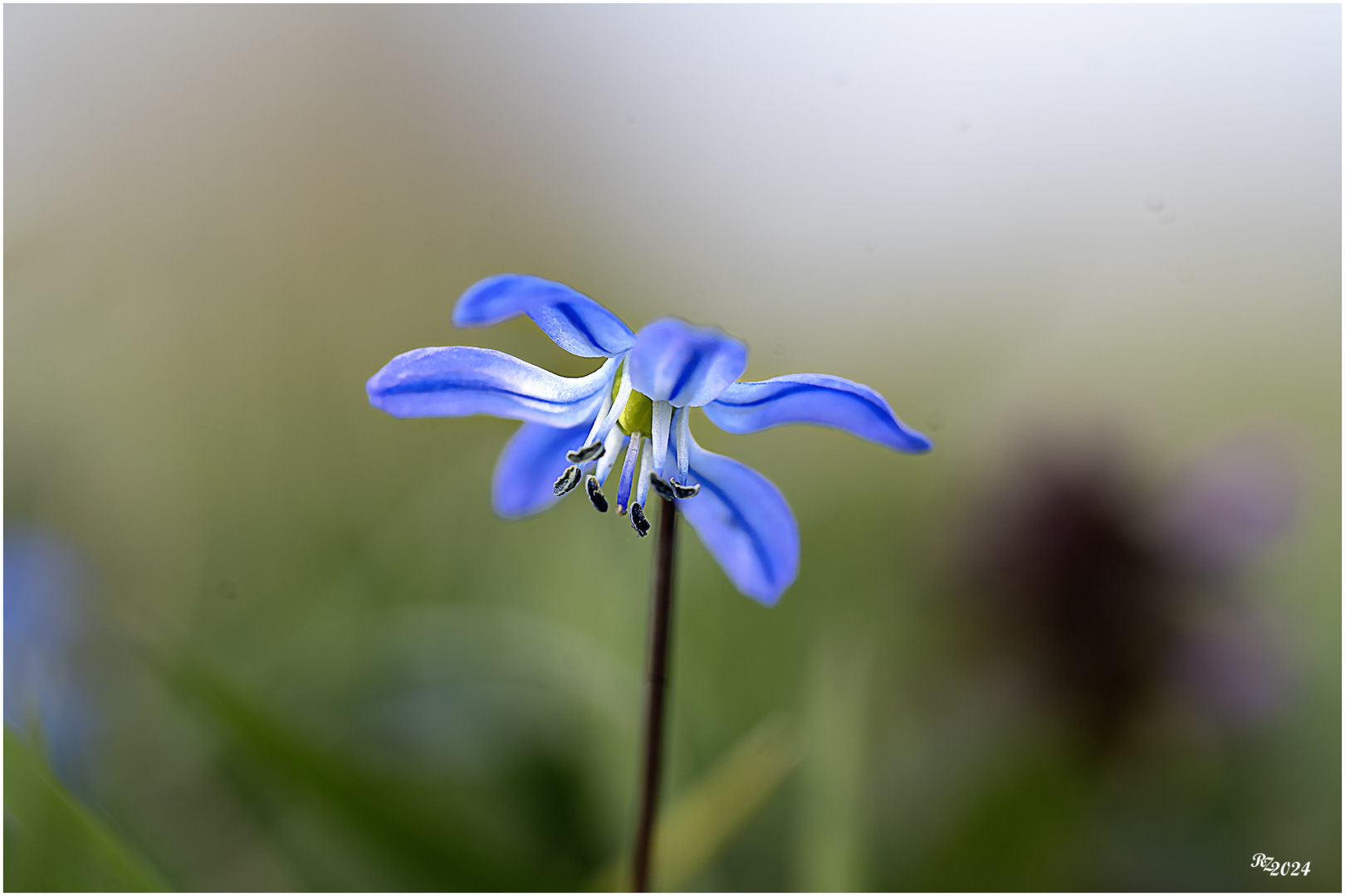 Blausternchen