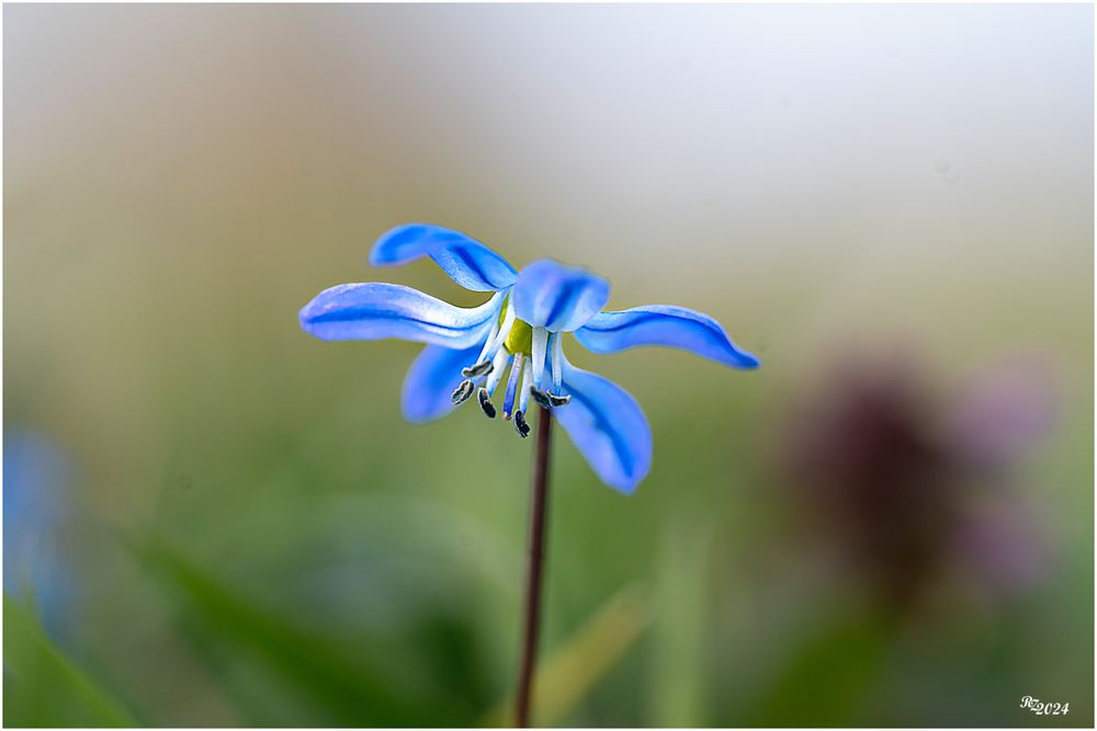 Blausternchen