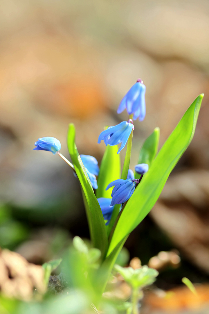 Blausternchen