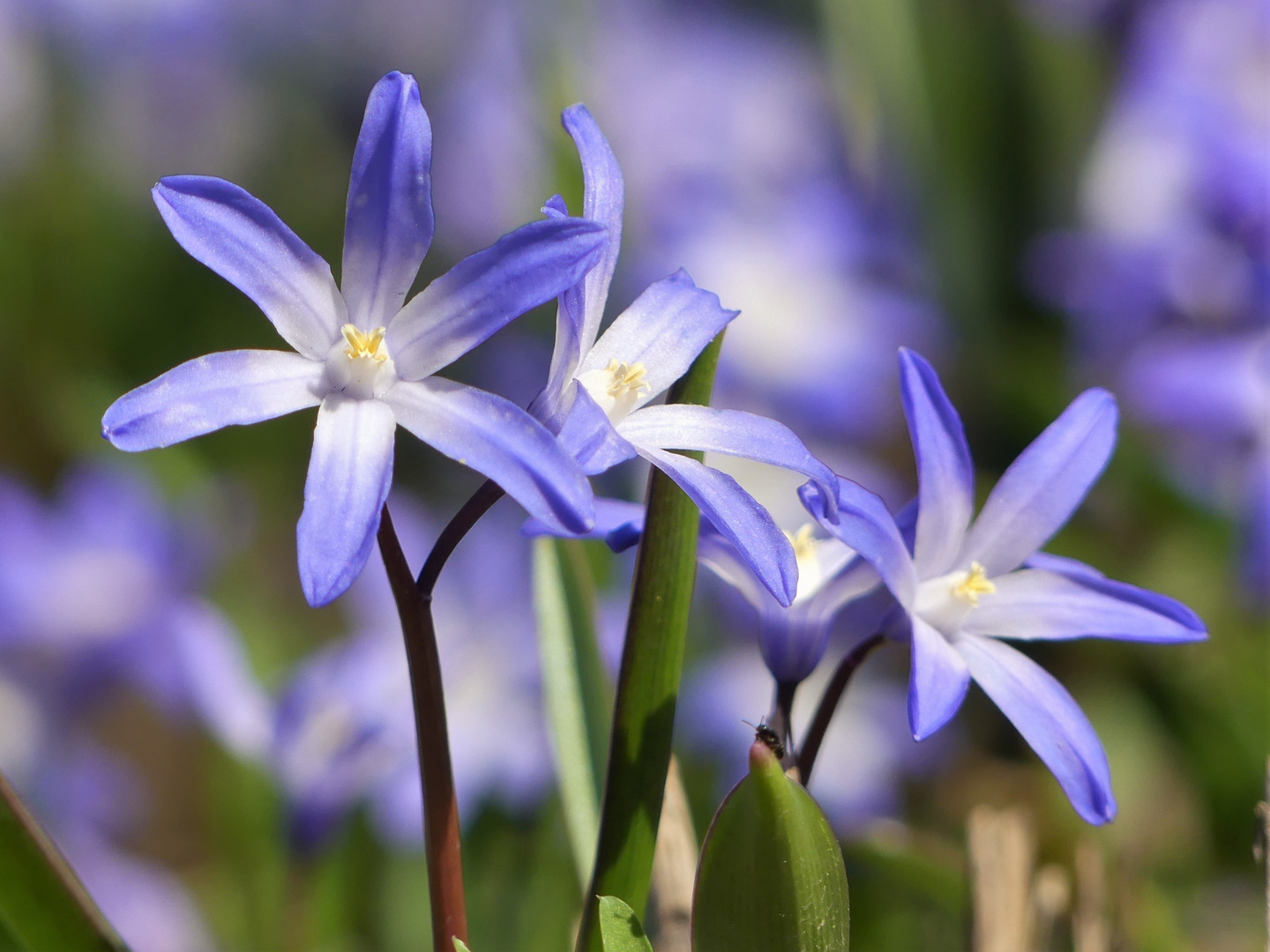  Blausternchen