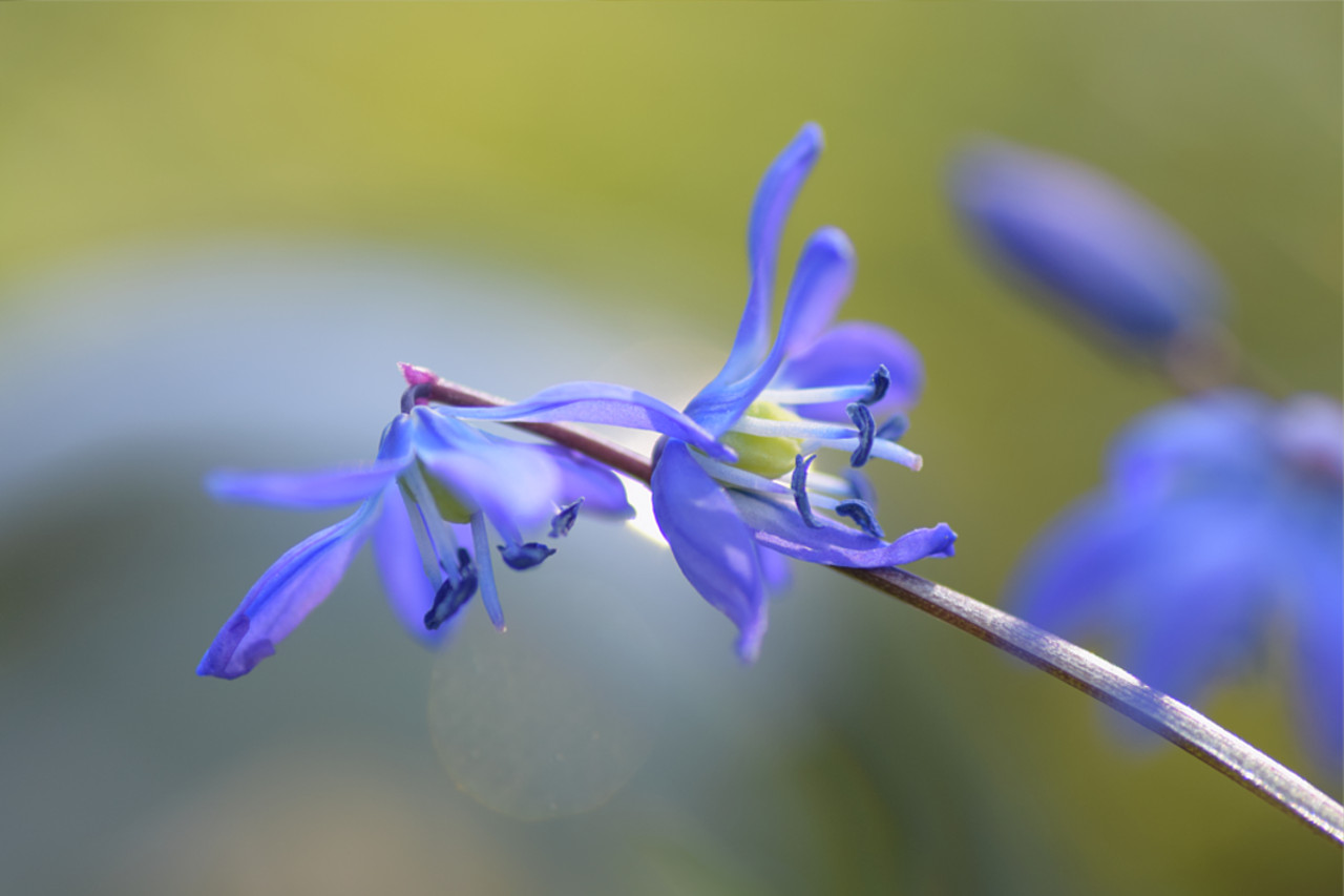 Blausternchen