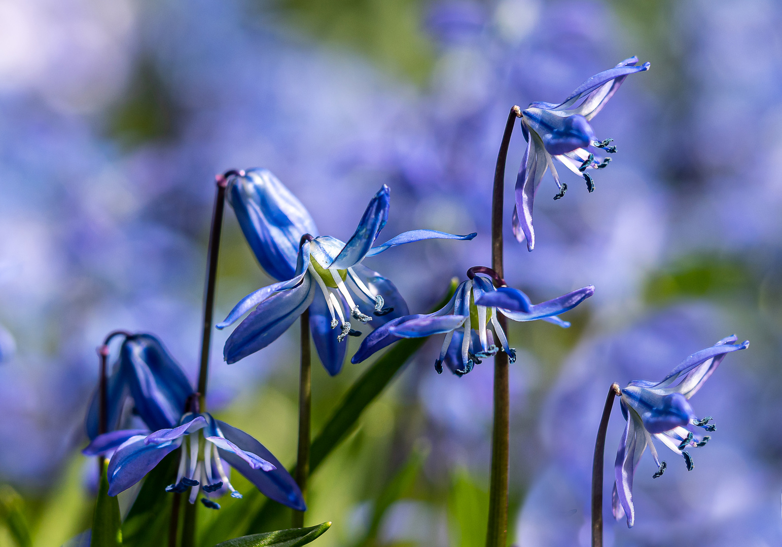 Blausternchen