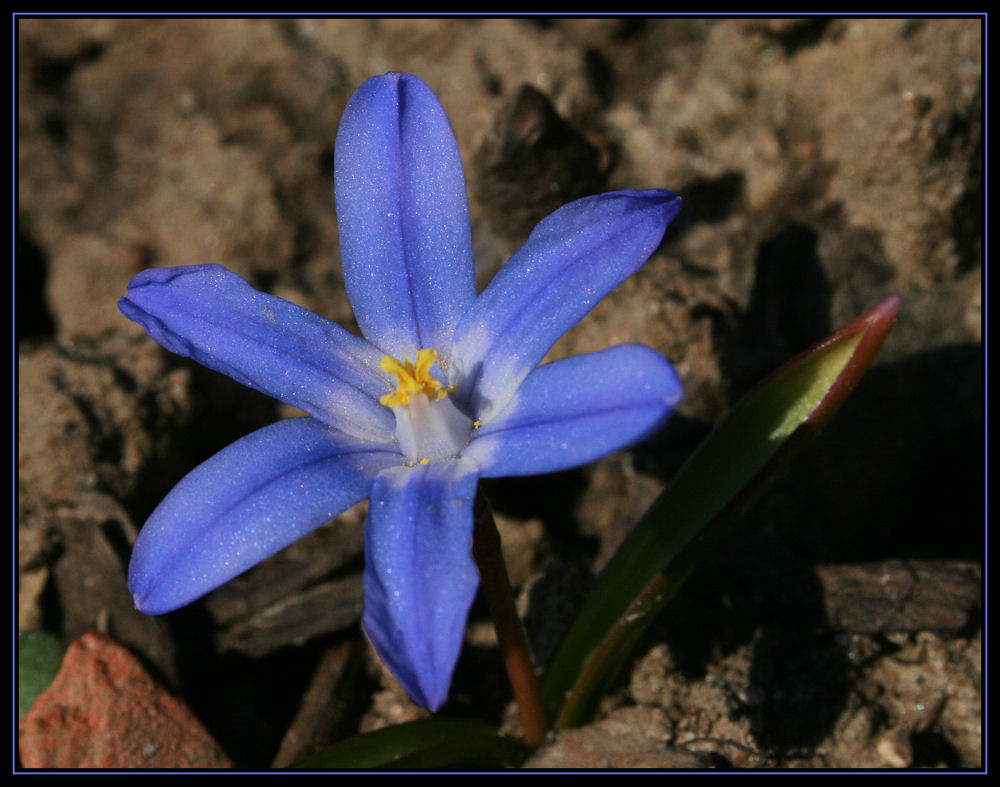 Blausternchen