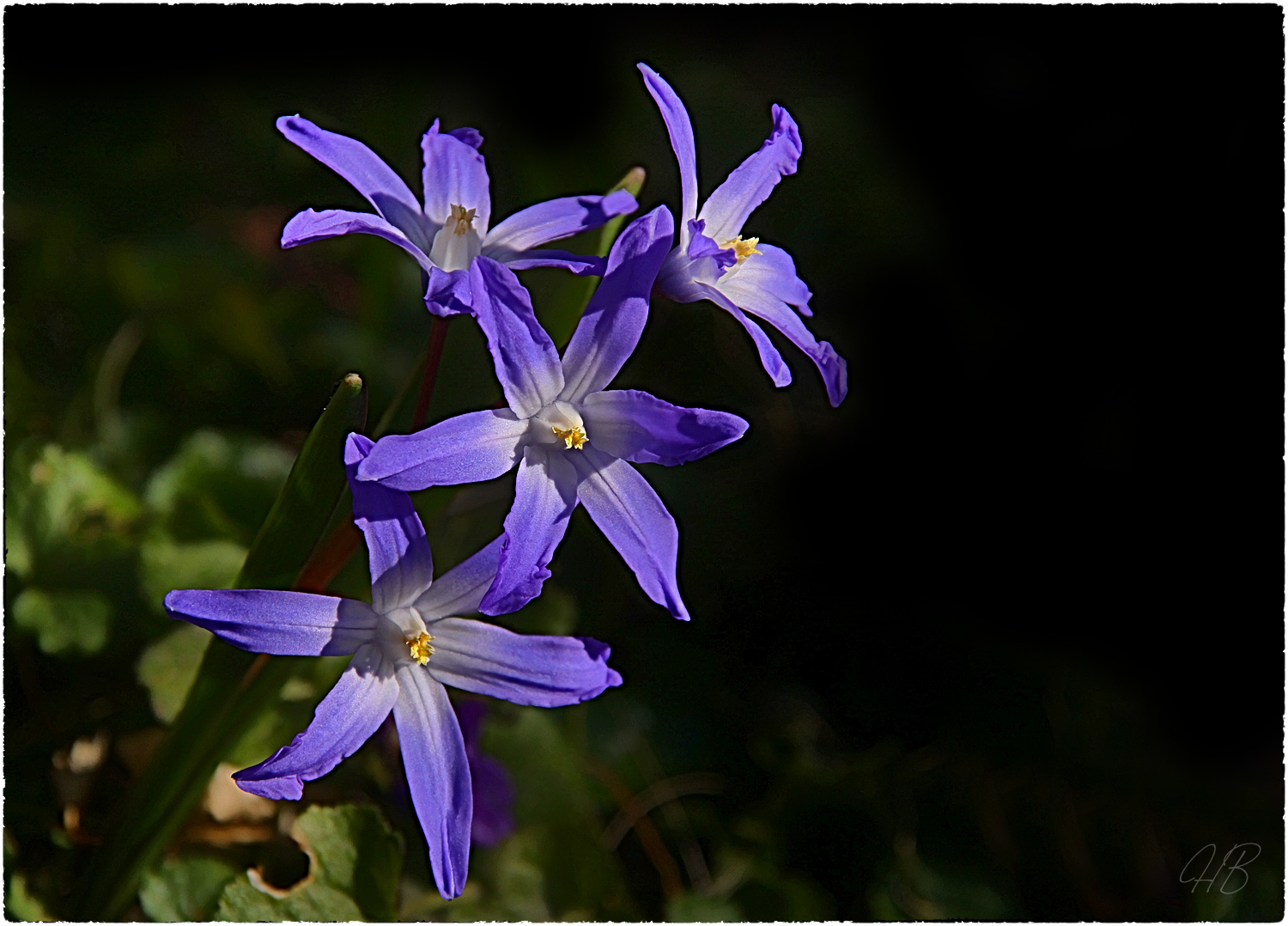 Blausternchen