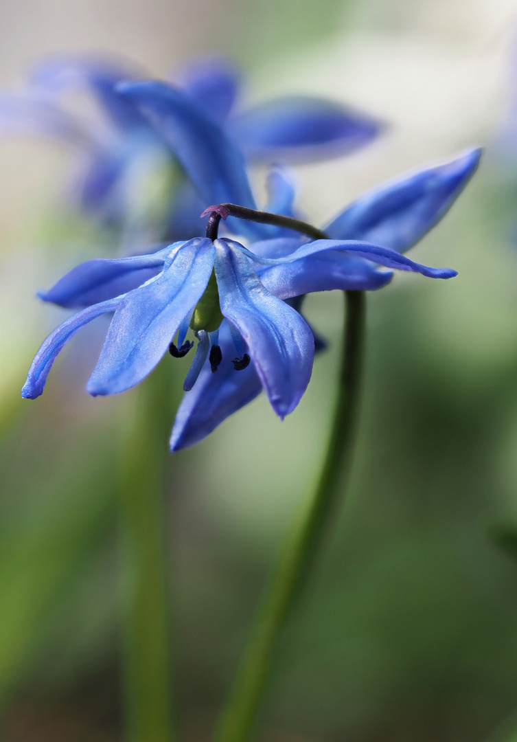 Blausternchen