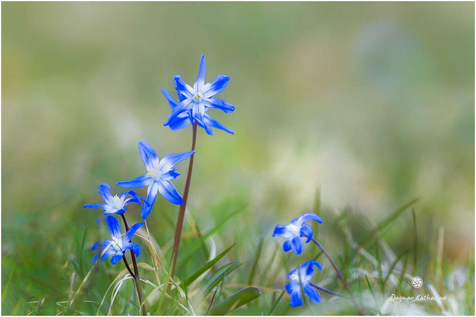 Blausternchen