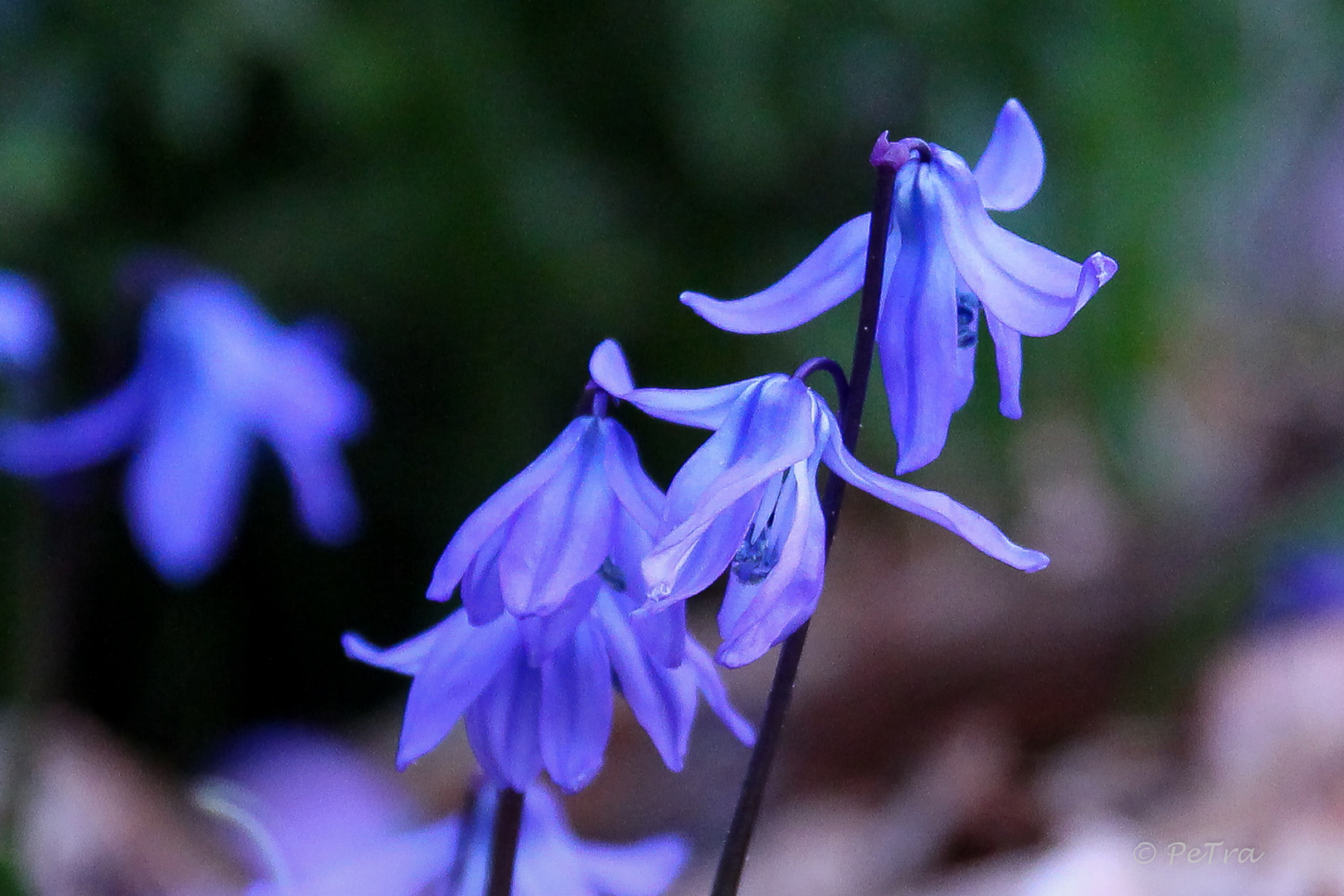 Blausternchen