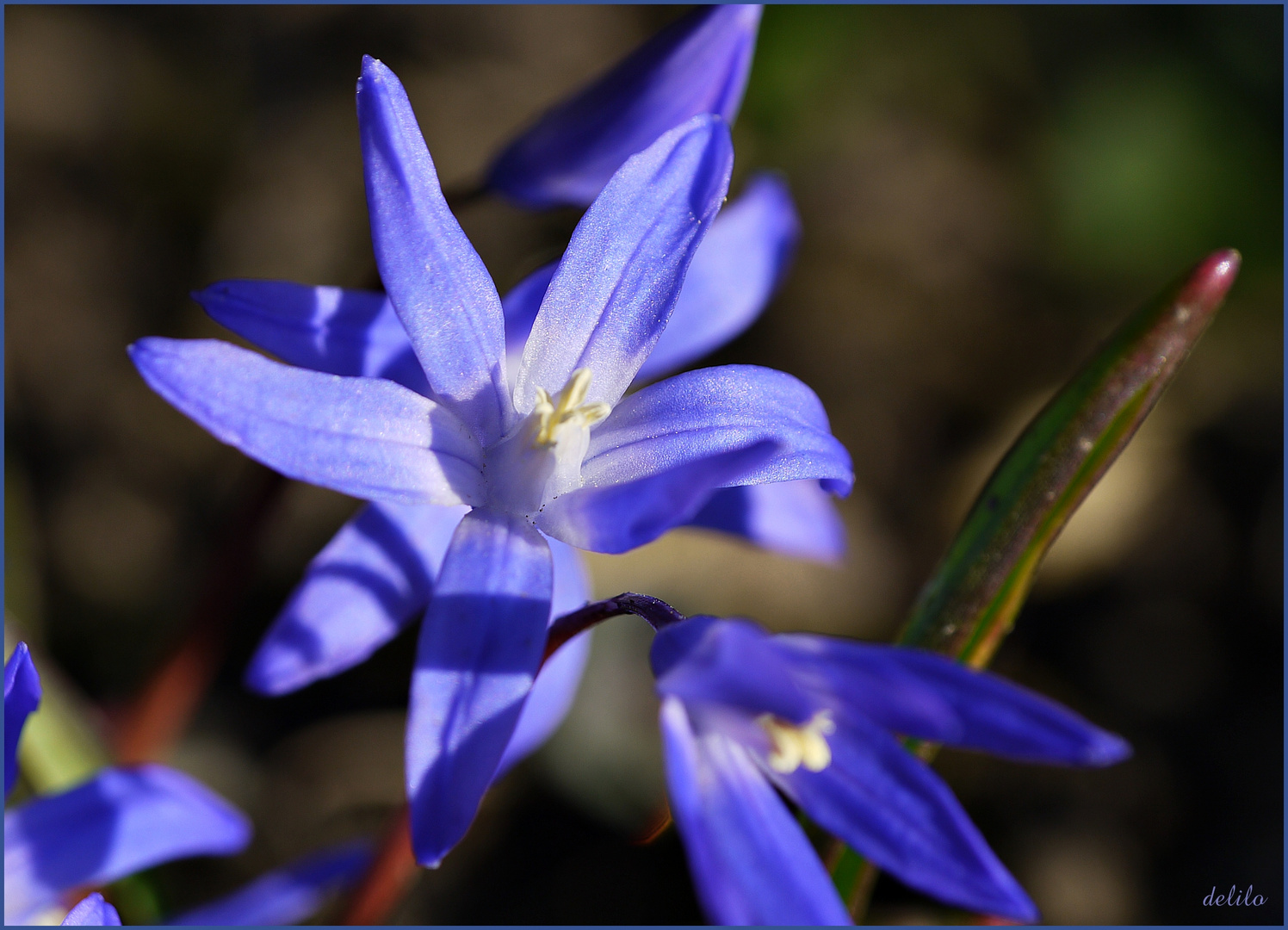 Blausternchen