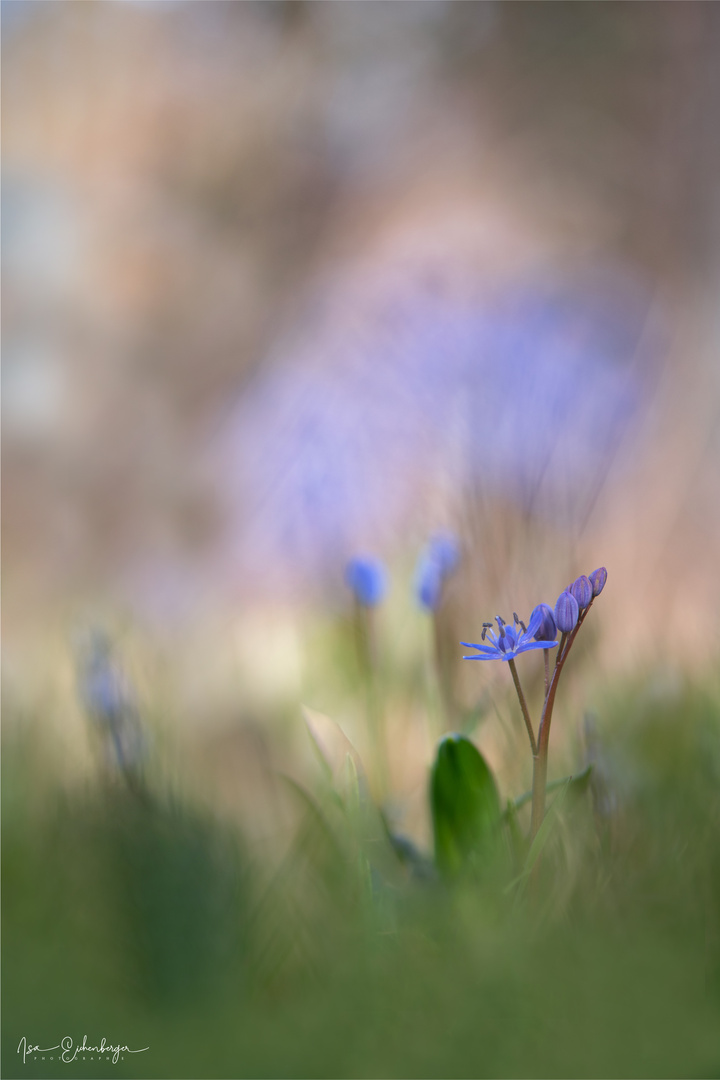 Blausternchen