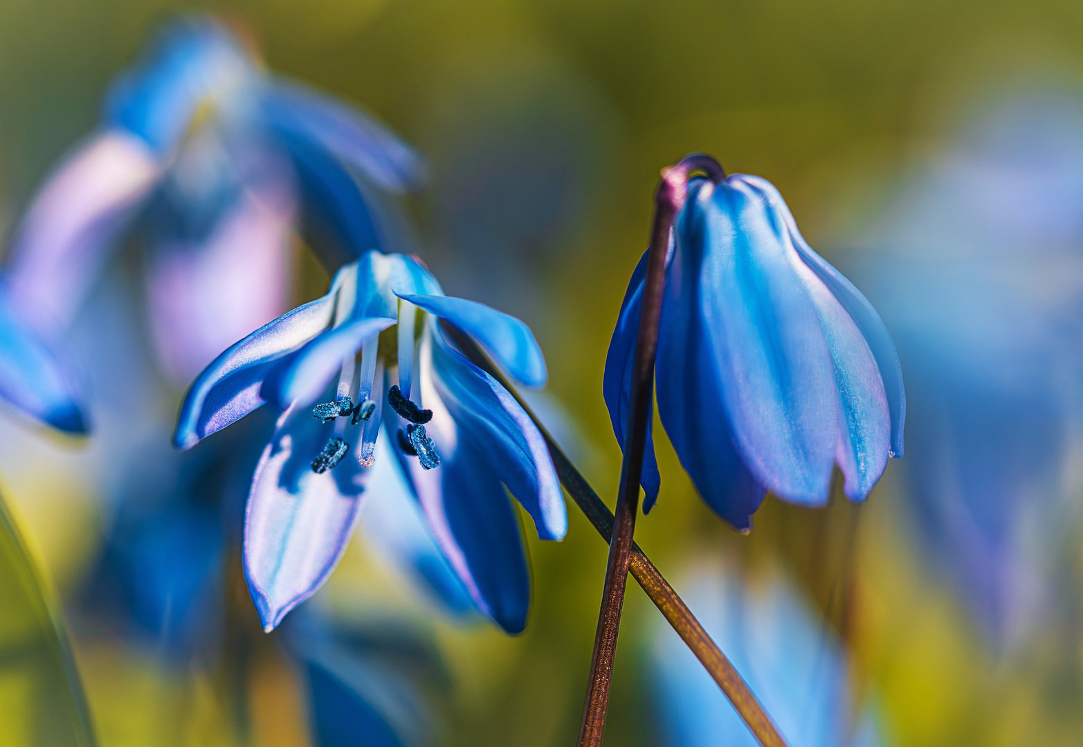 Blausternchen